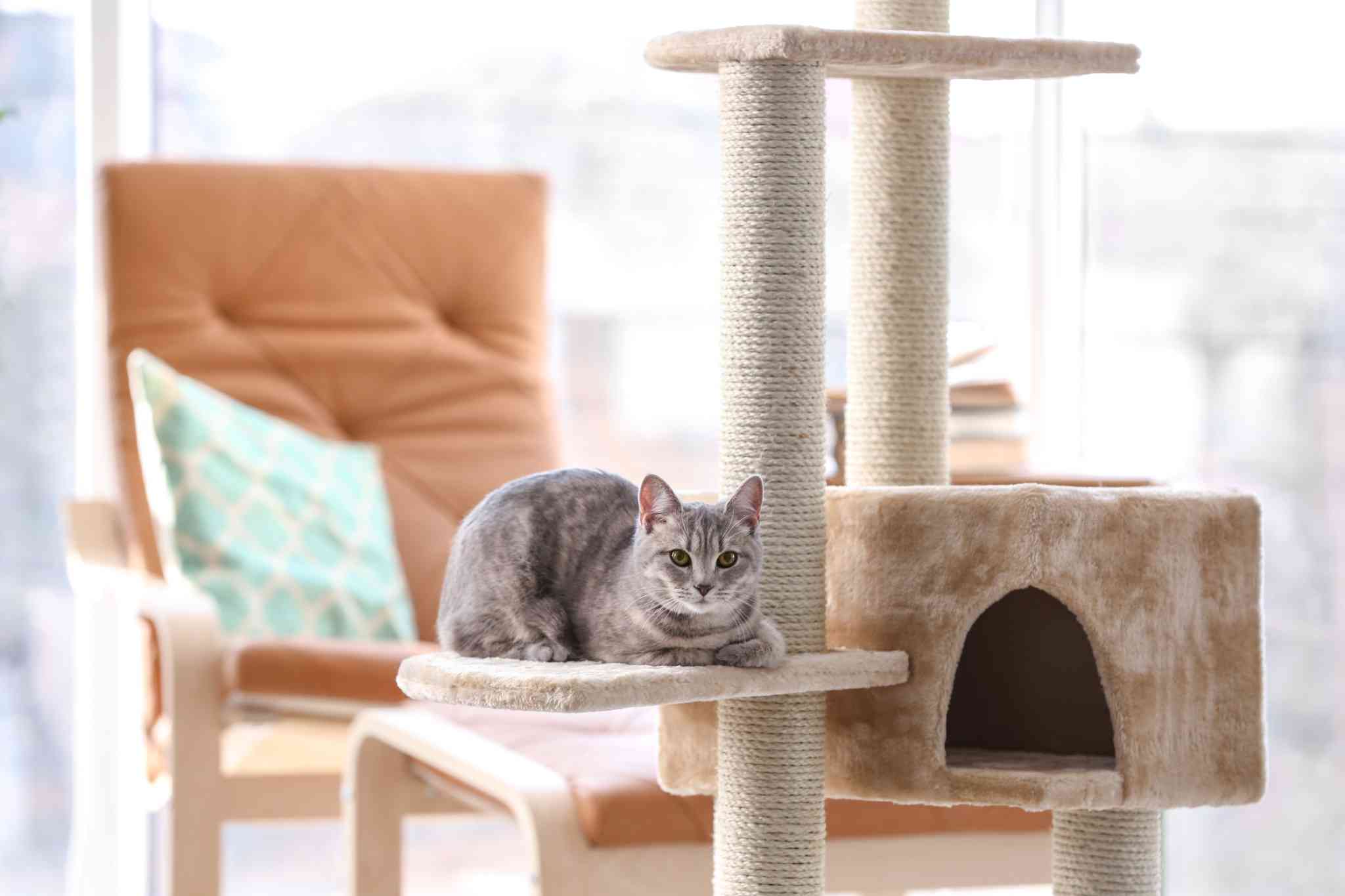 Royal Cat Castle