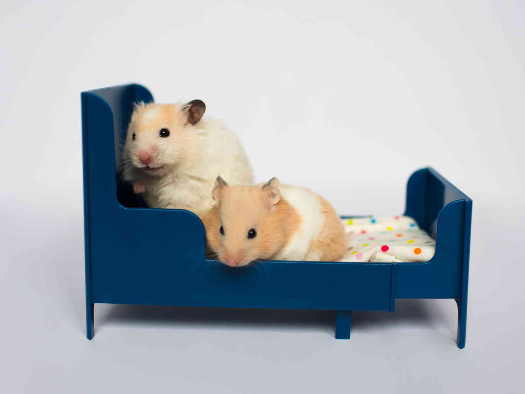 Small critter bed